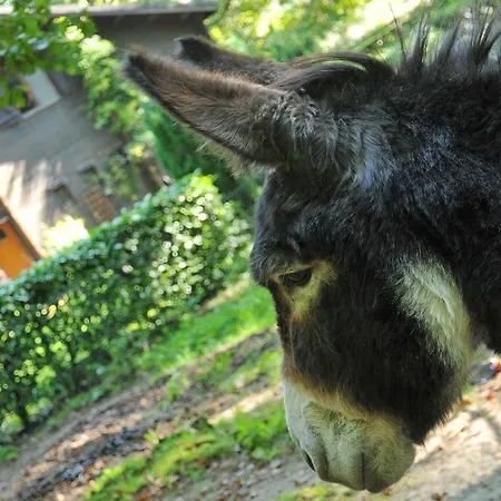 Village De D'oignies Oignies