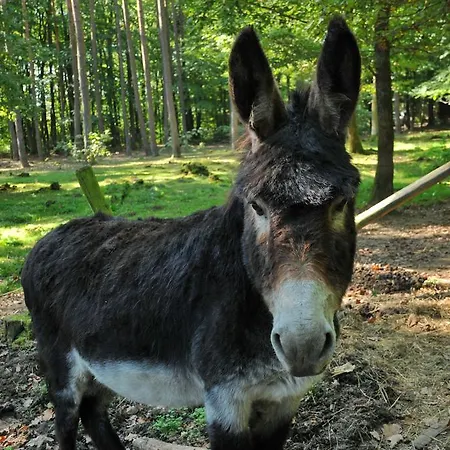 Village De D'oignies Prázdninový areál 3*