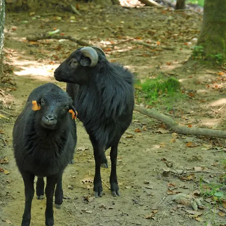 Village De D'oignies 3*