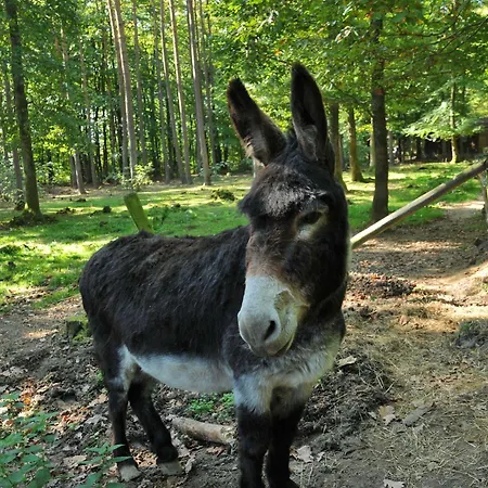 Village De D'oignies 3* Oignies