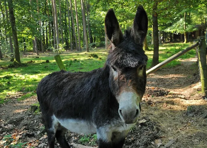 Village De D'oignies Village de vacances 3*